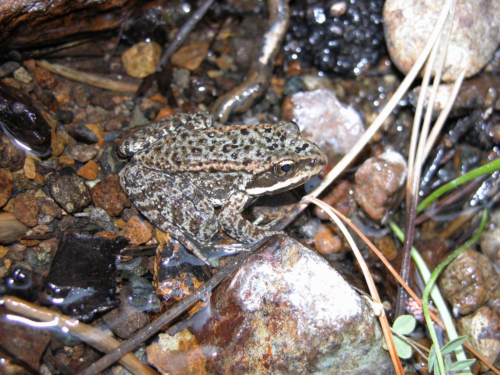 Rana cascadae Trinity Alps (Shasata Co) 2