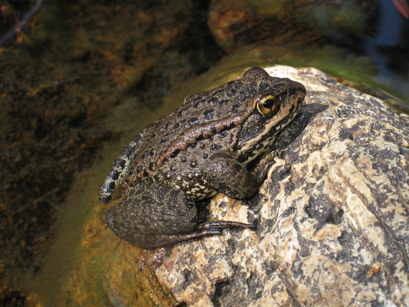 Rana cascadae Trinity Alps (Shasata Co) 3