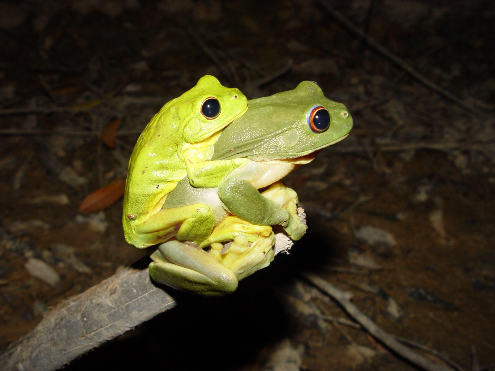 AmplexingLitoriachloris