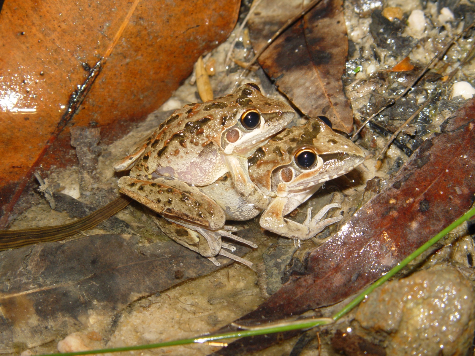 AmplexingLitoriafreycineti