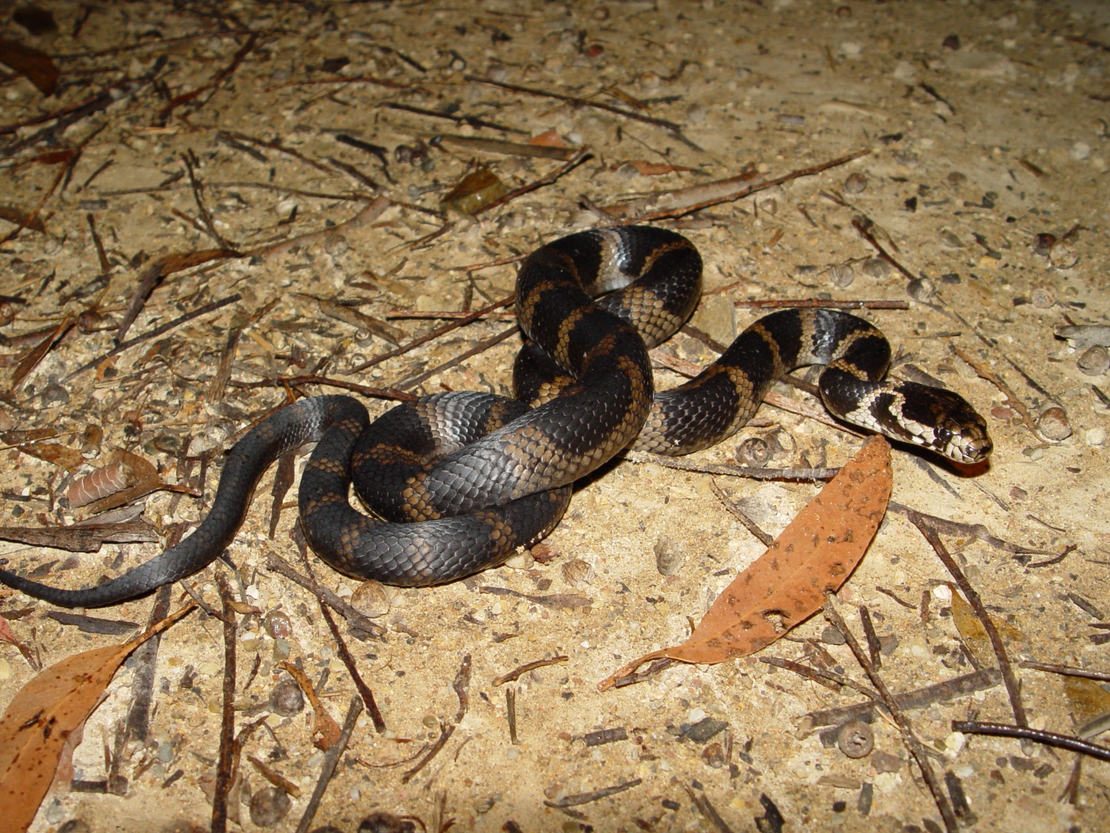 Hoplocephalusstephensii