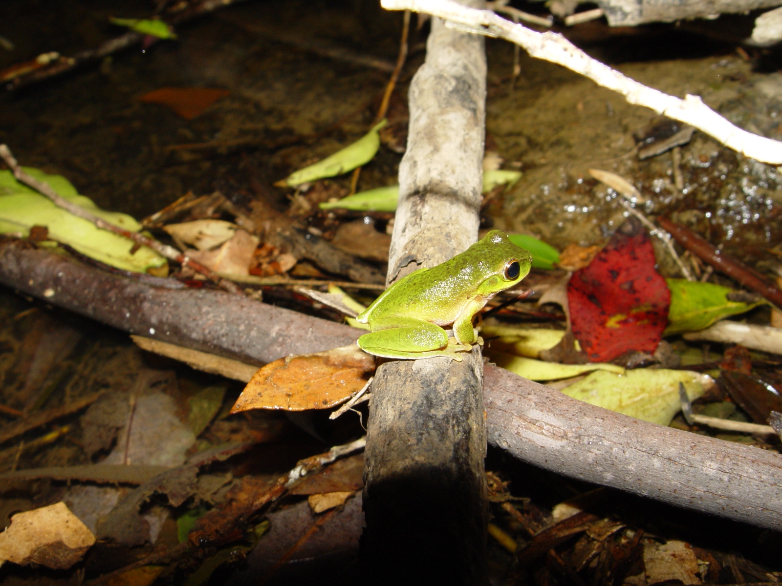 MaleLitoriapearsoniana