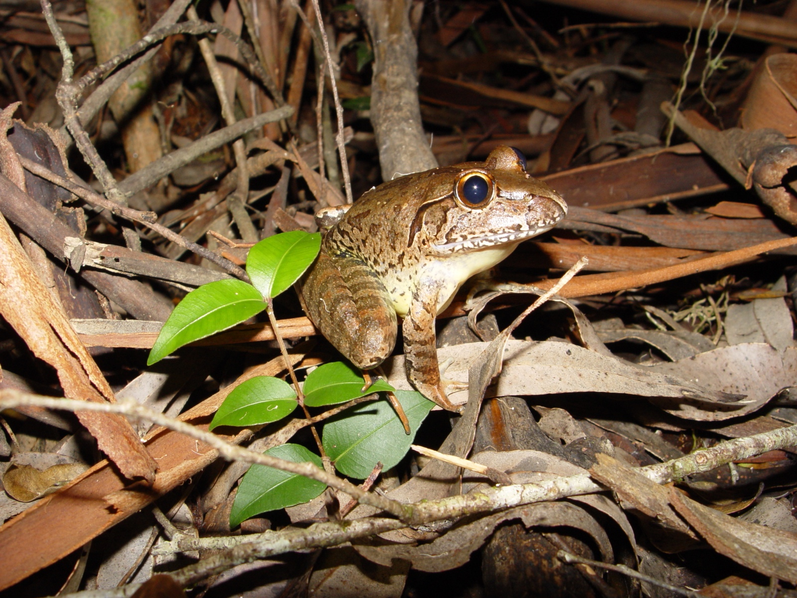 MaleMixophyes iteratus