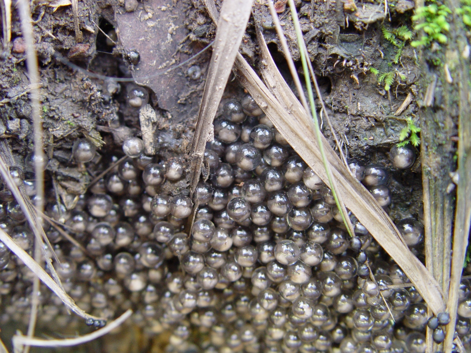 Mixophyesfasiolatuseggs