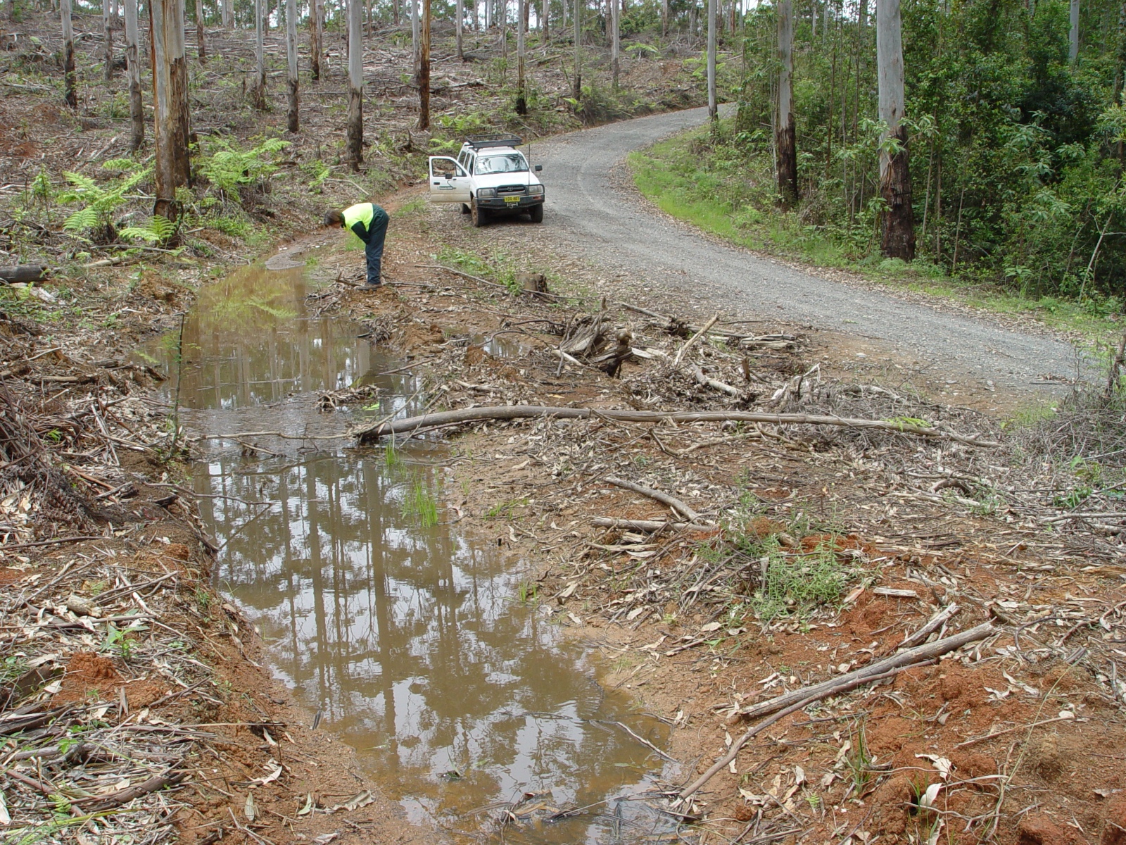 RoadsidepoolinChaelundiSF