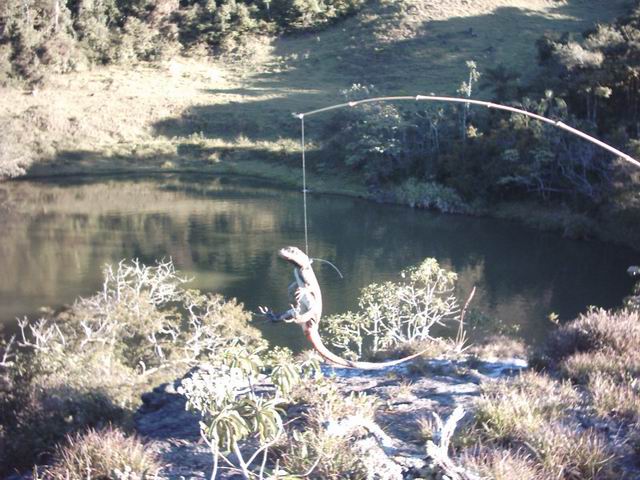 Tropidurus torquatus NylonNoose1 12 Feb 2005