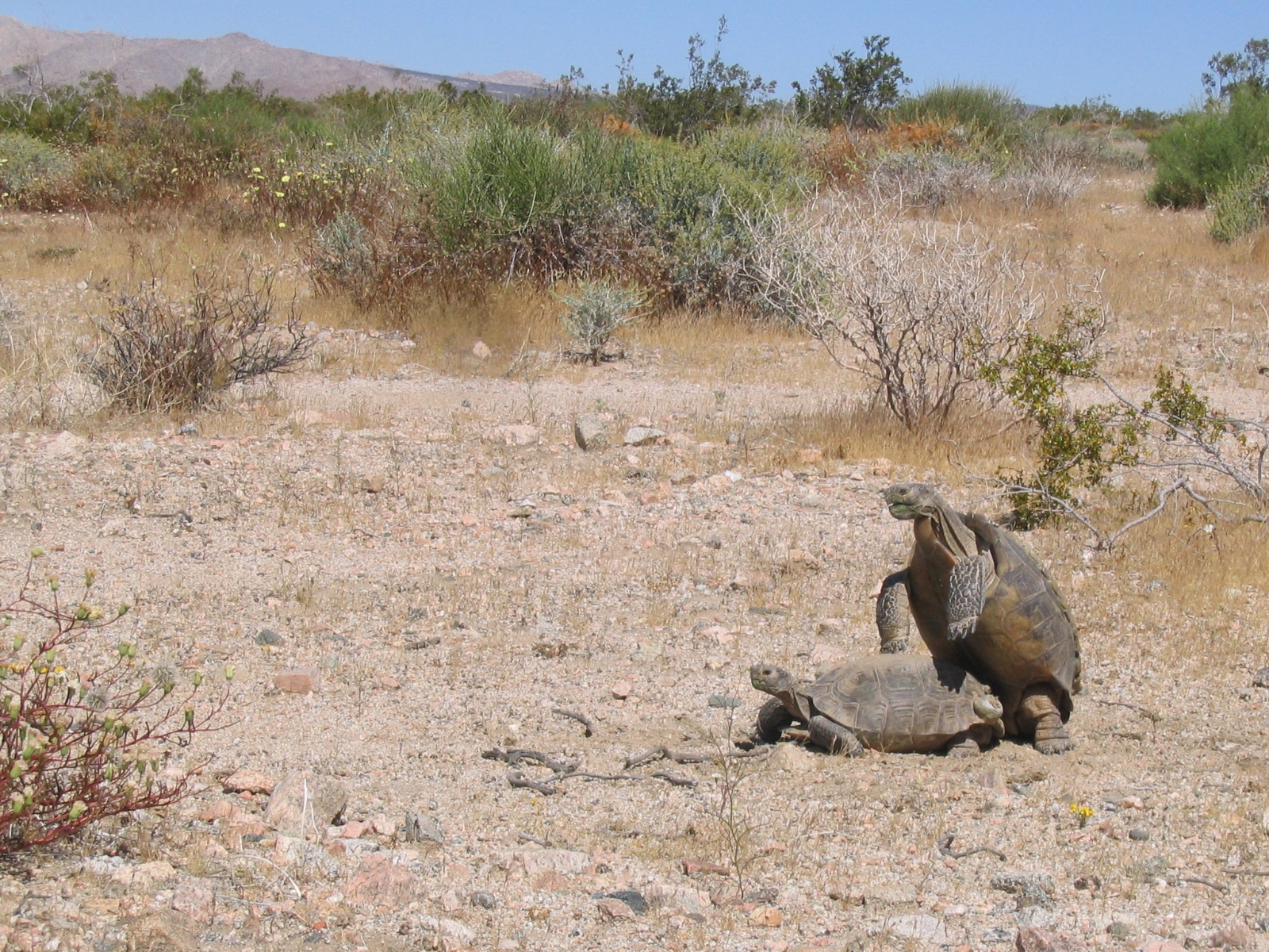 TortMating3