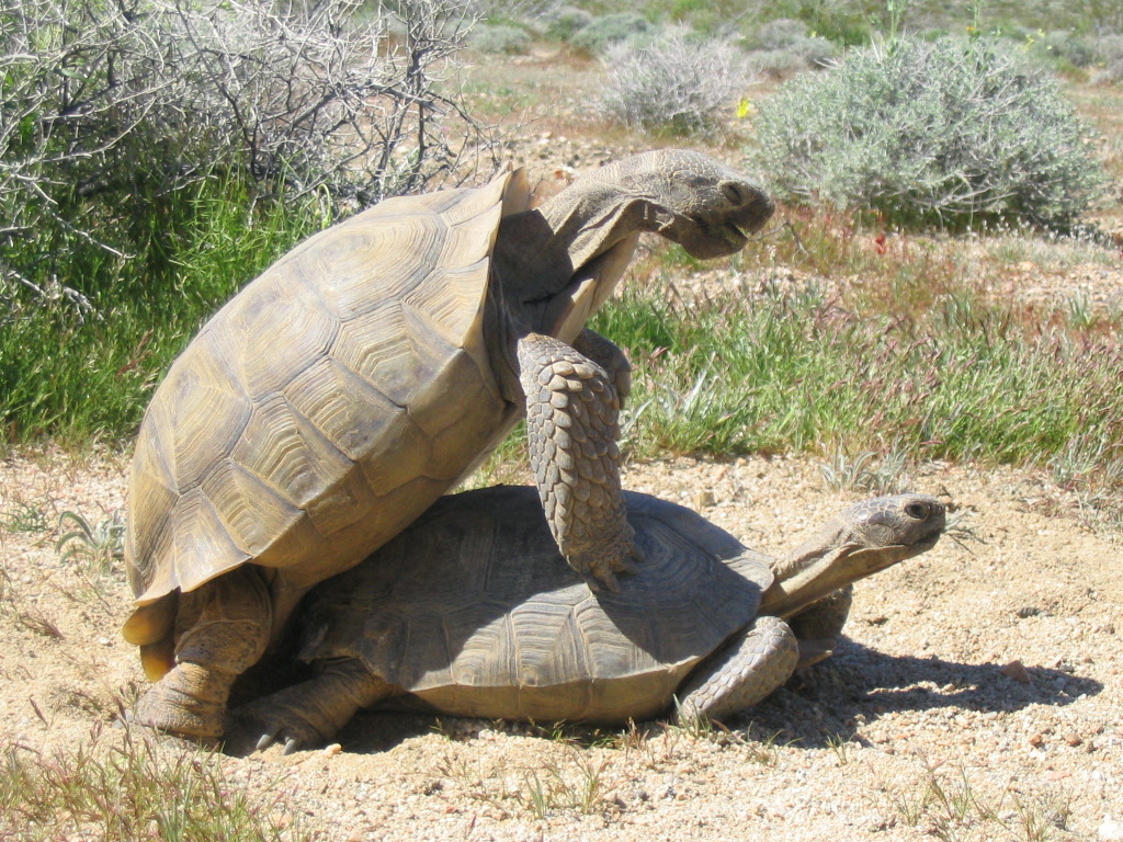 Tort mating