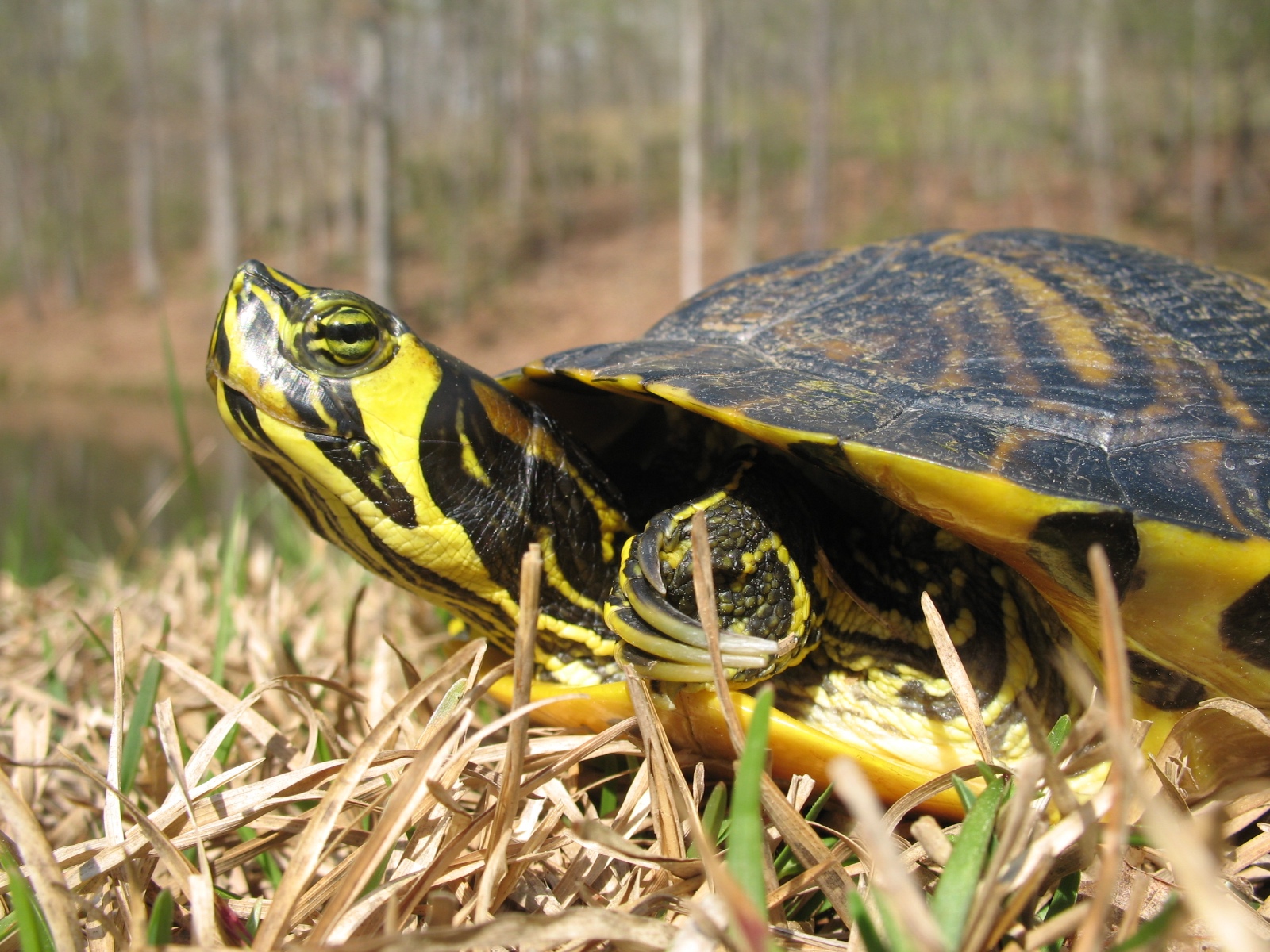 DeGregorio et al. 2012