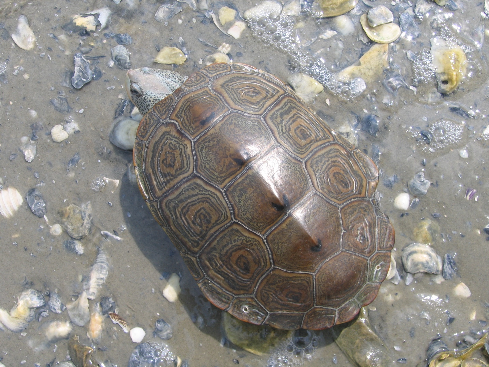 Munscher et al. 2012