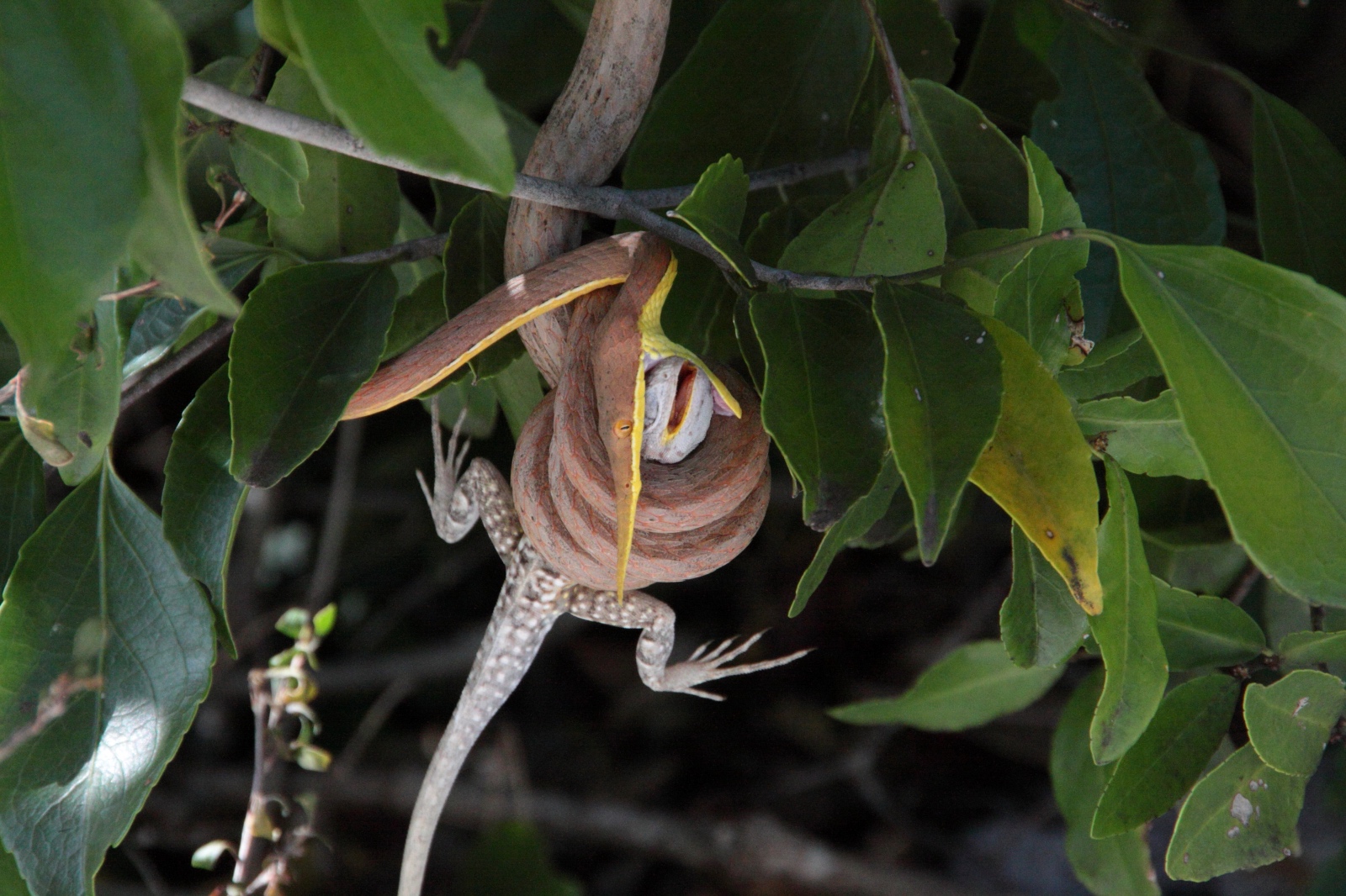 Langaha madagascariensis. Листоносый мадагаскарский уж. Мадагарская листоносная зме. Мадагаскарская змея. Лангаха Мадагаскарская.