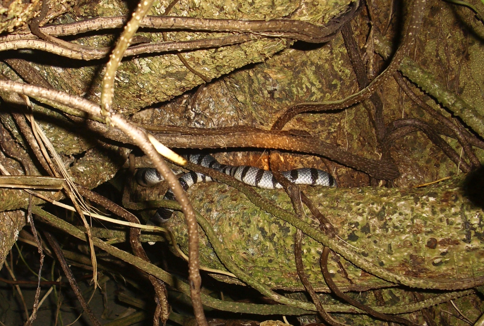 Laticauda colubrina resting among the roots.Canigao Island, Mata