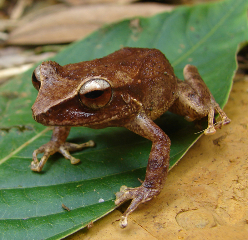 Barker Rios Franceschi 2