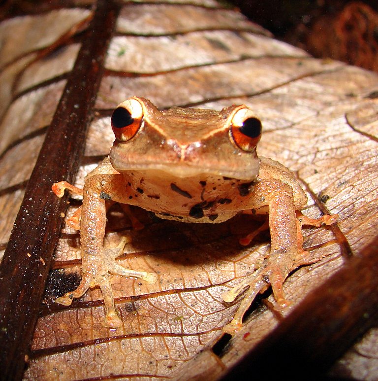 Barker Rios Franceschi 3