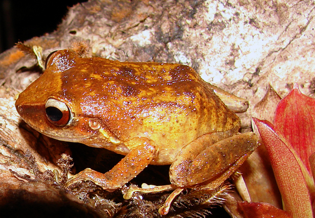 Barker Rios Franceschi 4