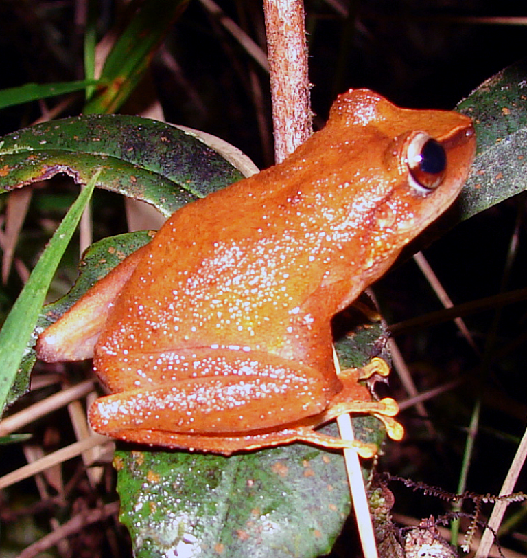 Barker Rios Franceschi 5