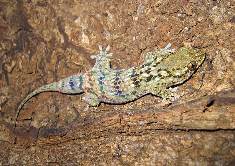 Geckolepis maculata